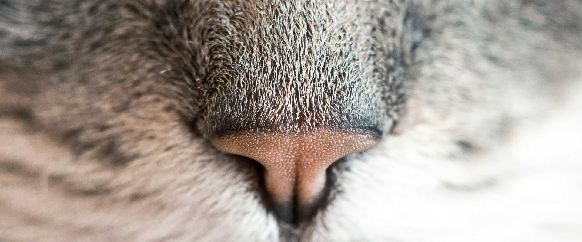 Annual fun run event